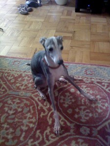 Babs Babs