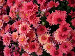 Red mums Red mums