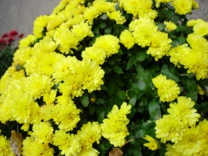 yellow mums yellow mums