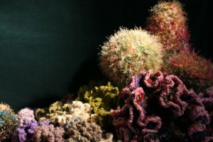 reef1