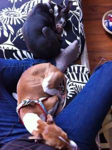 Italian Greyhounds