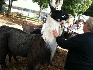 rhinebeck 030