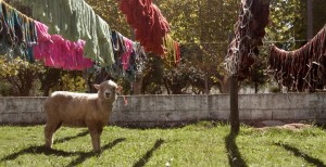 Handmade entirely by sheep. (photo Fairmount Fibers, Ltd.)